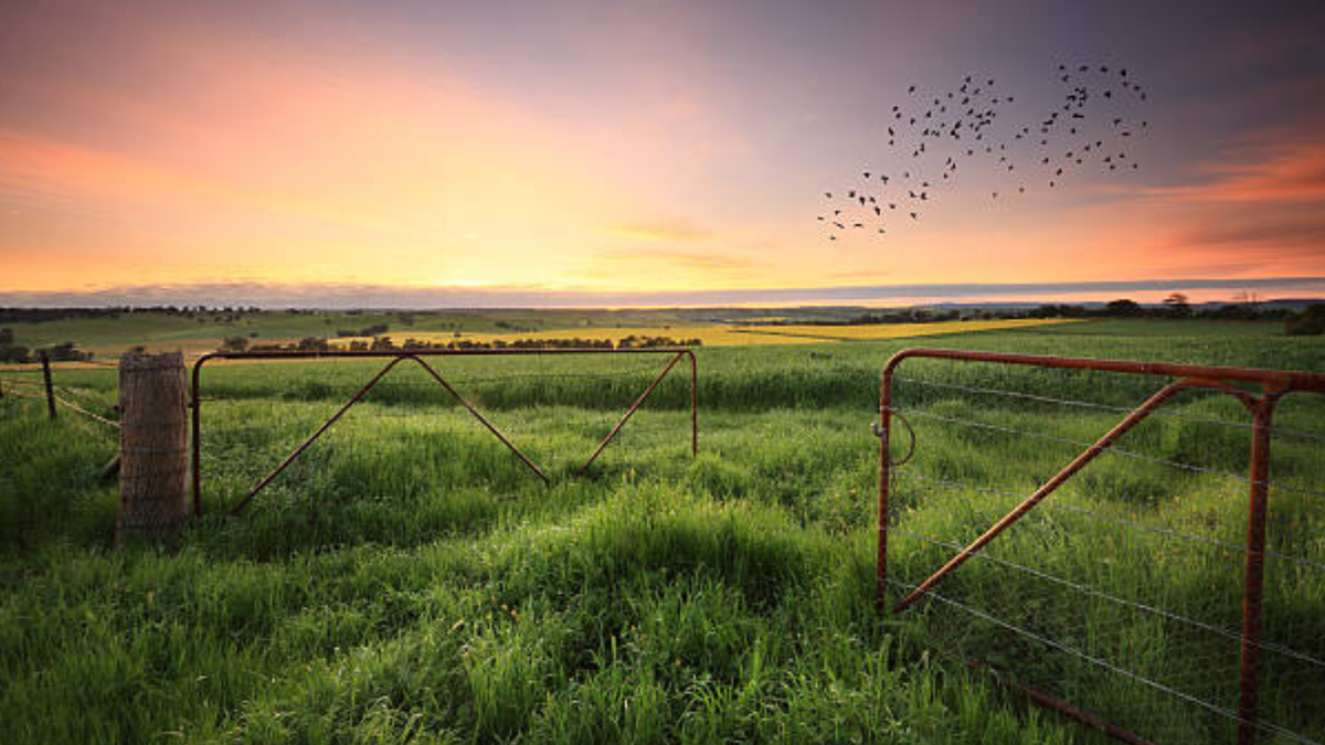 about the meadow between